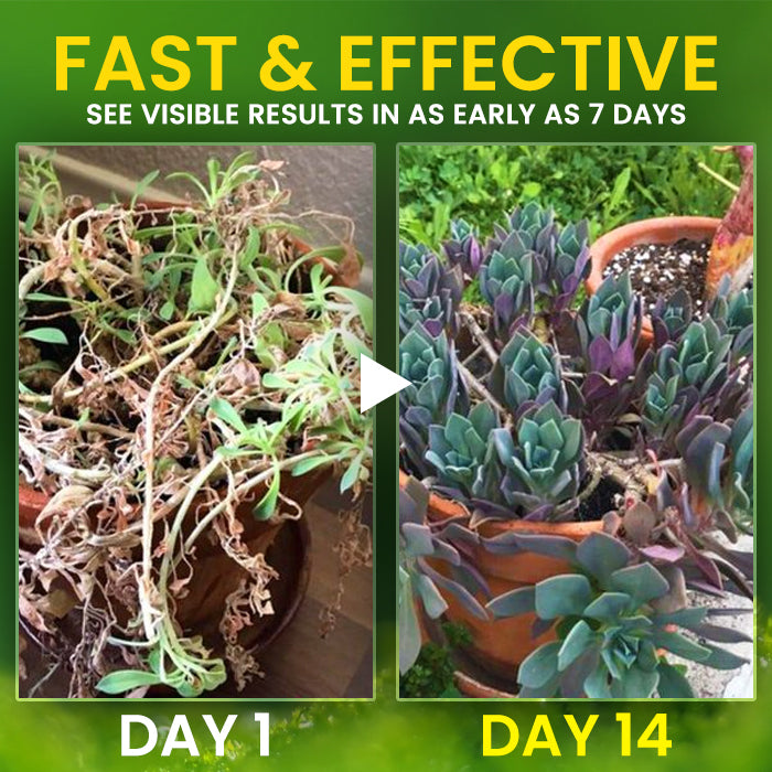🏆 Official Store | AEXZR® 2 in 1 Vita-Enzyme 🌱 Repair & Nourish Plants🌿