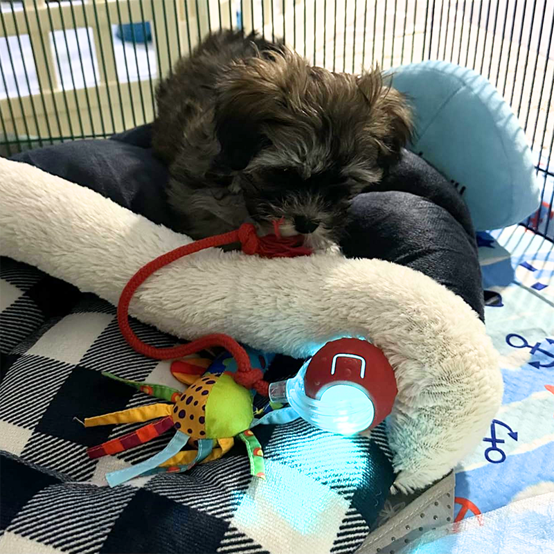 🐾 Interactive Rolling Ball – 3 Play Modes, Automatic Motion, Pet-Safe