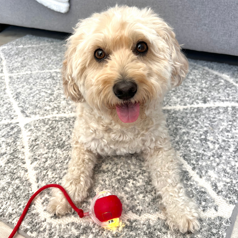 🐾 Interactive Rolling Ball – 3 Play Modes, Automatic Motion, Pet-Safe